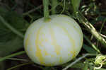 Field pumpkin